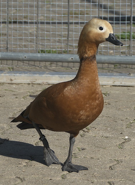 与实力